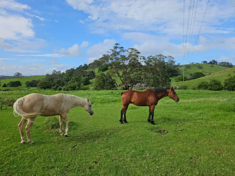 A couple of horses - hopefully having a good time 