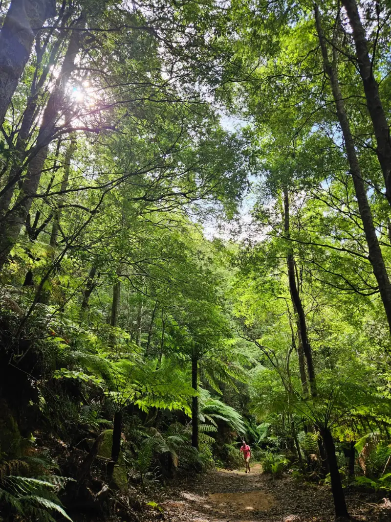 You ascend through quite open, sunny rainforest 