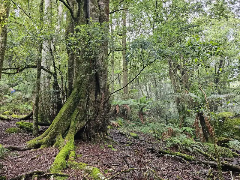 Until you near the summit, where the canopy closes in