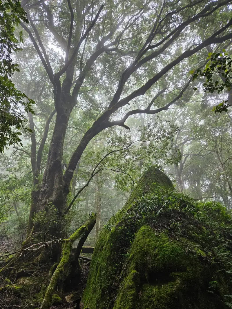 On descent, a fog enveloped the forest